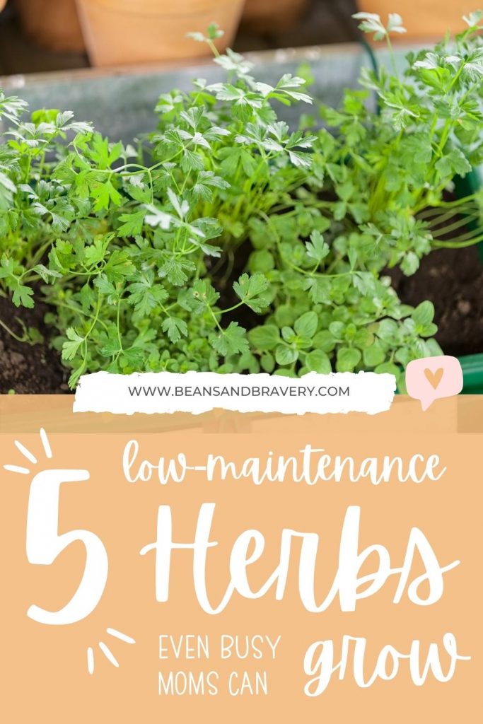 5 Low-Maintenance Herbs for Busy Moms to Grow